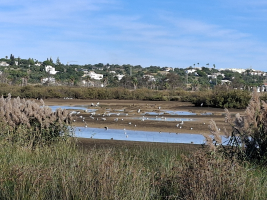 Vogelobservatorium van Lagoa dos Salgados