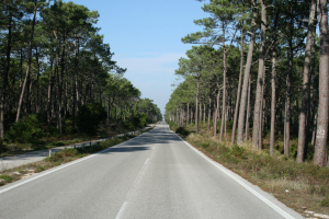 Kustweg